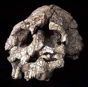 Kenyanthropus platyops skull